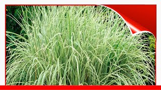 8 Best Ornamental Grasses To Add Privacy To The Garden 🛋️ [upl. by Labaw]