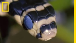 King Cobra Devours Water Snake  National Geographic [upl. by Thenna571]