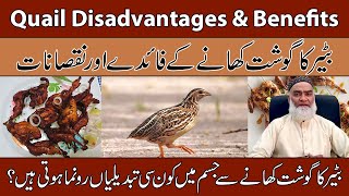 Quail Benefits amp Disadvantages UrduHindi  Bater Ke Fayde Aur Nuksan  AlRazaqi Health Recover [upl. by Relda]