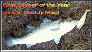 First striper of 2024 on a 9quot Daddy Mac [upl. by Anehs]