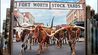 THIS IS FORT WORTH TEXAS… YEEHAW  🐃🐂🐄 [upl. by Camey34]