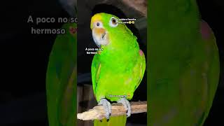 Lorito bello ❤️‍🩹 parrot loro lotito pets loroco apoyoplissssssssssssss loroparque funny [upl. by Retswerb485]