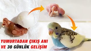 Muhabbet Kuşunun Yumurtadan Çıkışı ve 30 Günlük Gelişimi [upl. by Reteip759]