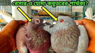 রেসার ও হোমা কবুতরের পার্থক্যThe difference between racer Homa pigeon [upl. by Haidebej584]