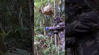 Catch giant hornet nests😍  Tropical Forest Bees shortvideo wasps [upl. by Rendrag]