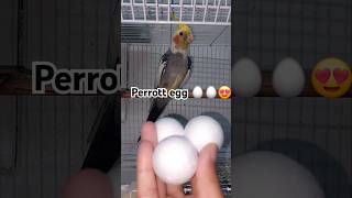 Perrott egg 🥚🤭 music cockatielsing parrotsinging Perrott perritos ytshorts remix cuteanimal [upl. by Calen719]