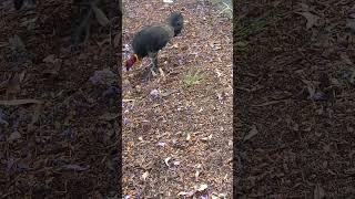 Brushturkey  Alectura lathami  Nogal brunatny nature birds vlog [upl. by Simonsen]