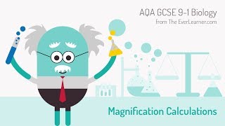 AQA GCSE 91 Biology Magnification Calculations [upl. by Riek]