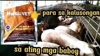 HumicVET para sa kalusongan sa atin ng Baboy [upl. by Niessuh]