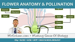 Plant reproduction  Flower anatomy and pollination  GCSE Biology 91 [upl. by Maddy134]