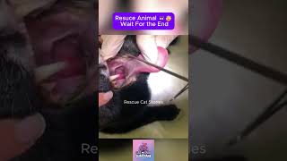 Rescue Cat  Wait for the end CatRescue RescueCat cat kitten pets kittenrescue [upl. by Harrus389]