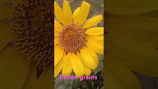 Pollen grains microspore fact fruit plantic chemistry funny garden sunflower [upl. by Jerad]