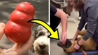 Vet Saves Choking Dog Using Technique Everyone Should Know [upl. by Keifer816]