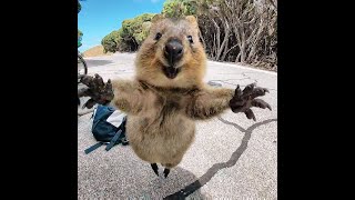 El Quokka es el animal más feliz del mundo 💚 [upl. by Eissak]