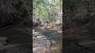 tibby dog first creek walk [upl. by Timrek240]