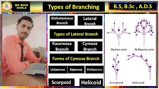 Branching of Stem  Branching Pattern  Stem  Morphology of Flowering Plants  Hindi [upl. by Mayne197]