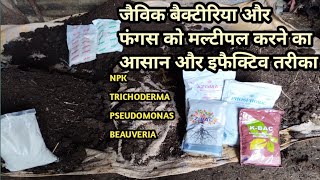 How to multiply npk bacteria pseudomonas beauveria in organic carbon lahsun ke liye best basle dose [upl. by Keenan]