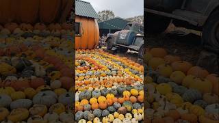 Pumpkin Fest Strawberry Fields Lifton Devon pumpkinfest strawberryfields pumpkinpatch visitdevon [upl. by Hansen]