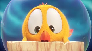 The treasure hunt  Wheres Chicky  Cartoon Collection in English for Kids  New episodes [upl. by Ase]