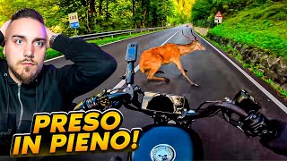 PRENDE UN CERVO IN PIENO A 80 KMH😱  SPAVALD LATE MOTORShow [upl. by Uokes]