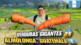 SALVADOREÑO REACCIONA a la TIERRA DE VERDURAS GIGANTES ALMOLONGA GUATEMALA 🇬🇹 [upl. by Gavra]