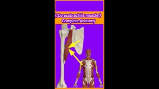 Coracobrachilis muscle OriginInsertionactionblood amp nervesupplykeyfeaturesamp relationradialnv [upl. by Tiffy334]