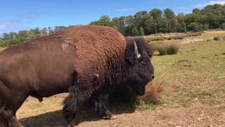 Bison encounter [upl. by Dami]