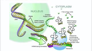 Transcription amp Translation  Quick A Level Revision [upl. by Akinam]