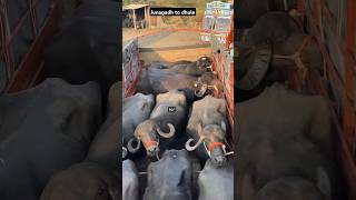 Junagadh to dhule jafrabadibuffalo girfarm gandigir viralshortvideo junagadh amreli rajasthan [upl. by Jarlathus]