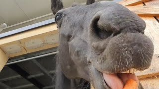 Black Beauty Horse eating carrots 🐴💖🥰🥕🥕🥕  Bellissimo Cavallo Nero mangia le carote 🐴🥕💖 [upl. by Heim]