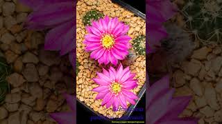 Echinocereus pulchellus vamoenus cactisucculentreview cactus timelapse shorts echinocereus [upl. by Ikcir]