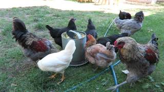 Gorgeous Backyard Chickens 19 weeks Chatty Update [upl. by Llehcnom]