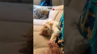 Only cat pawrents know youtubeshorts catsoftiktok cutecat youtubeindiashorts catvideos cat [upl. by Ahsenit]