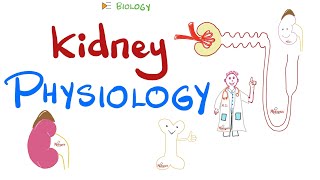 Kidney Physiology HighYields  Quick Review [upl. by Aneelehs]