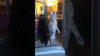 When your neighbors are fighting 😄 Funny cats video shorts funnycatvideos cats [upl. by Ahkeber]