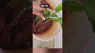 How to propagate dragon fruit plant from cuttings  33 dragonfruit plant terracegarden shorts [upl. by Aed]