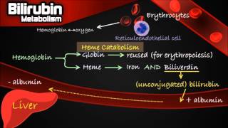 Bilirubin Metabolism  Pathway Made Simple Erythrocytes Conjugation Urobilinogen etc [upl. by Sidman]