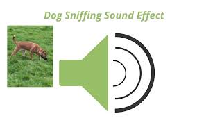 Dog Sniffing Sound Effect [upl. by Airdnalahs]