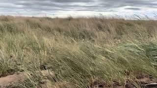 Windy weather on Caribou Island [upl. by Ventre]