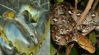 Green Anaconda amp Reticulated Python  The Differences [upl. by Eleirbag]