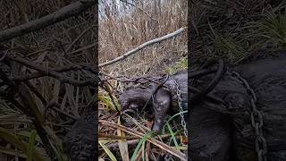 Beaver hunting  Beaver trapping trapping hunting huntting beavertrapping hunttingtrapping [upl. by Zobkiw855]