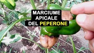 MARCIUME DEL PEPERONE pepper rot काली मिर्च रोट pudrición de la pimienta [upl. by Acisset]