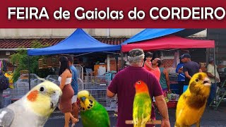 Feira de Pássaros e Gaiolas do Cordeiro passaros criarpassaros feiralivre [upl. by Ssitnerp]