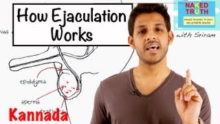 How Ejaculation Works  Kannada [upl. by Dorrej]