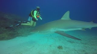 Arena der Haie  Shark Diving in St Maarten [upl. by Onifur]