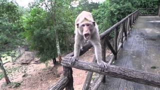 Monkey attack at open zoo [upl. by Eillak]