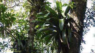 King of Bromeliads Vriesea hieroglyphica wild plant recorded in the Forest by Antonio Silveira [upl. by Derf]