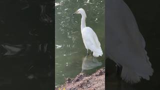 Snowy Egret goldengatepark sanfrancisco egret birds nature urbanwildlife [upl. by Akihsal]