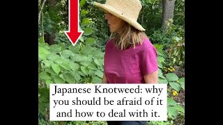 Japanese Knotweed Threats And Treatment [upl. by Anahgem]