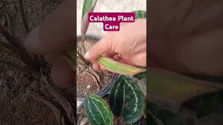 Calathea Plant Care calathea calatheaplant tropical plants shorts [upl. by Othilie]